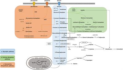 Glycolytic Metabolism, Brain Resilience, and Alzheimer’s Disease